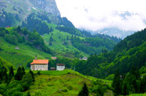 greenery